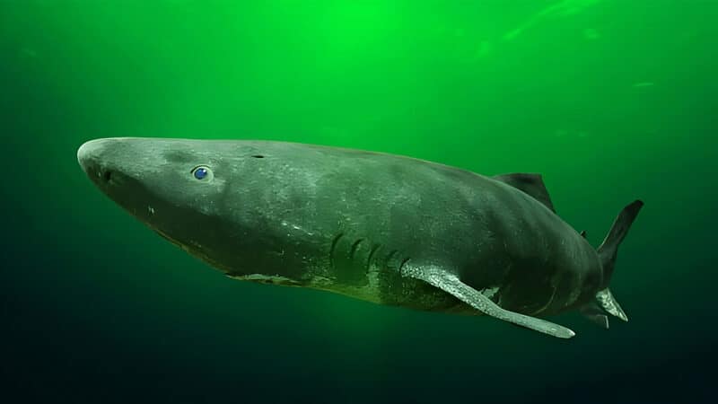 Sharks Can Live for Centuries and Smell in Stereo